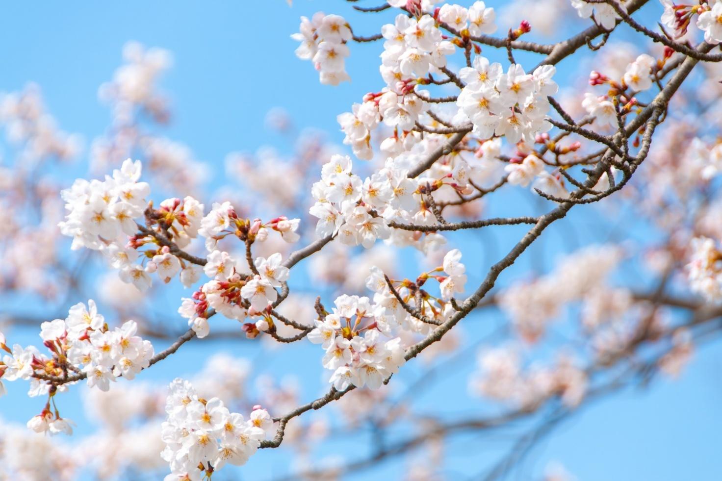 入社式がない会社は珍しい？