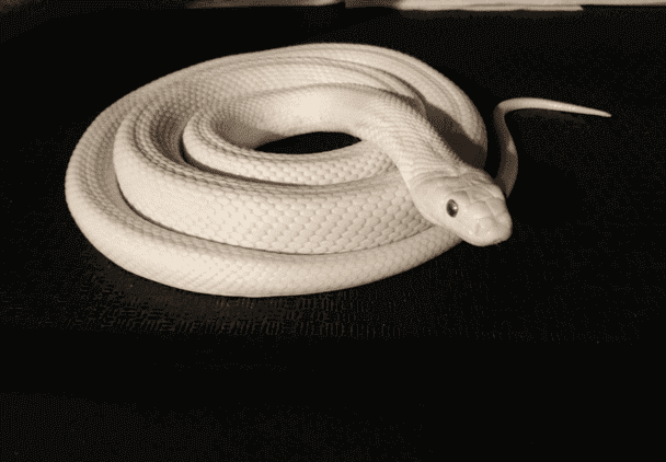 白い蛇