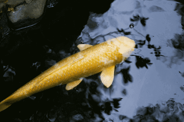 金色の鯉