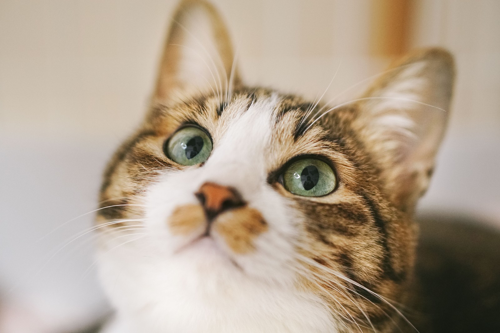 2月22日「ねこの日」は猫景品で決まり!