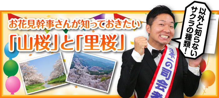 お花見幹事さんが知っておきたい「山桜」と「里桜」