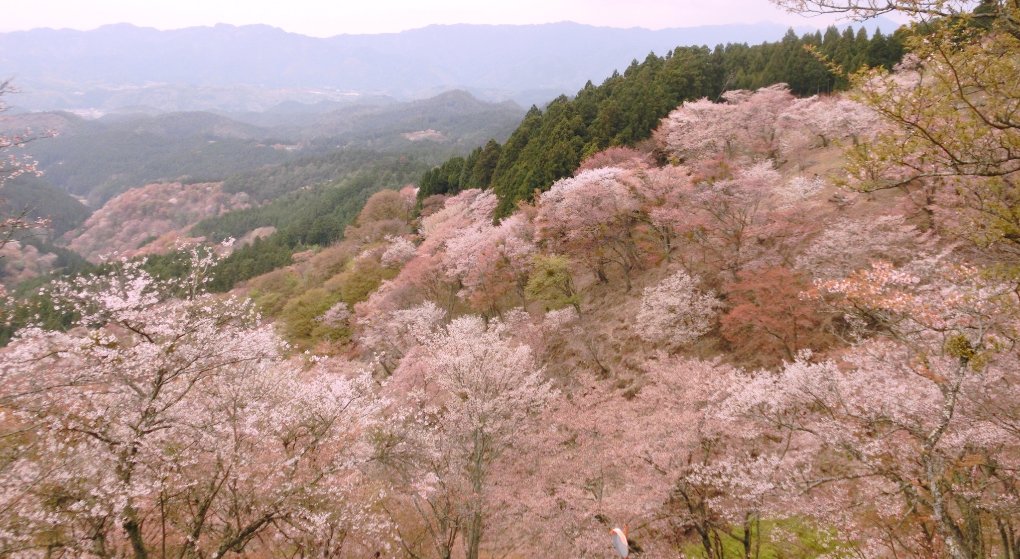 吉野の桜