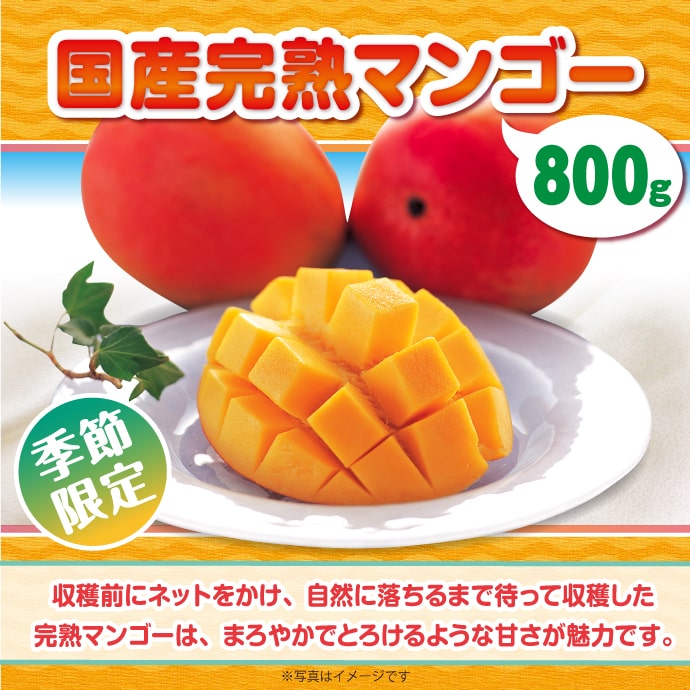<季節限定>【パネもく!】国産完熟マンゴー800g(A4パネル付)