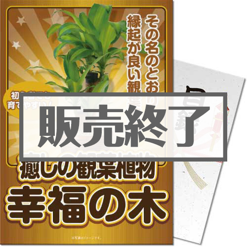 癒しのインテリア観葉植物「幸福の木」