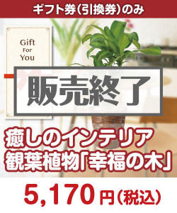 【ギフト券】癒しのインテリア観葉植物「幸福の木」 ギフト券景品
