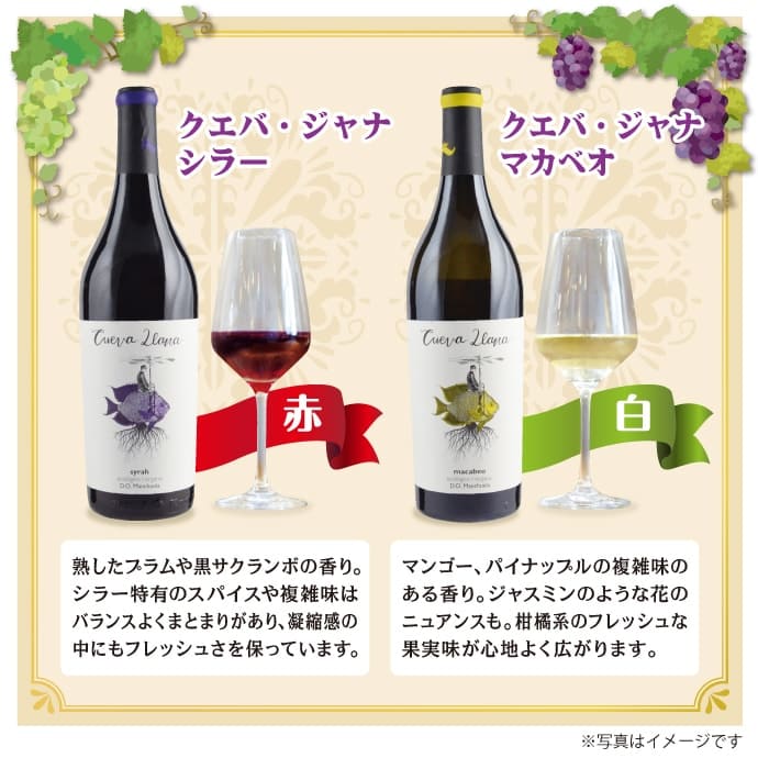 カジュアル ワインセット